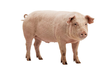 Fototapeta premium pig on white background