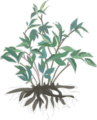 Naklejka premium A peony bush green leaves isolated on white background