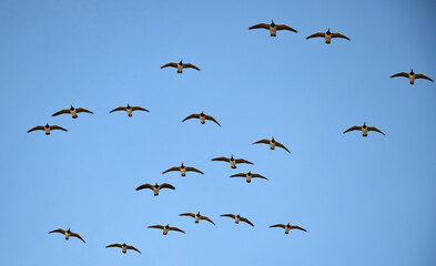 Weißwangengänse fliegen am Katinger Watt © dieter76