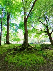 Fototapeta premium Complex network of tree roots covered in green moss on the forest floor