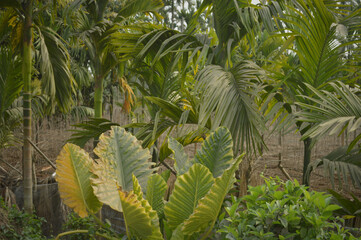 Lush rural scene featuring dense vegetation with large taro leaves in the foreground. Banana trees and various tropical trees dominate the background.