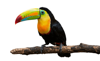 toucan isolated on white background © Daniel