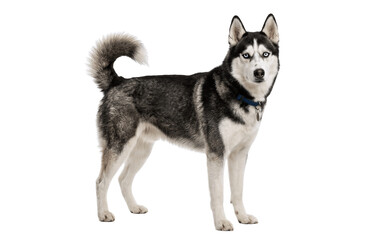husky dog isolated on white © Daniel