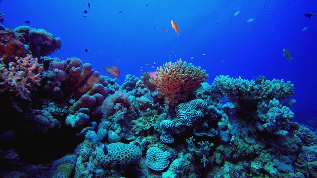 Tropical Coral Reef Seascape. Underwater tropical colourful soft-hard corals seascape. Underwater fish reef marine. Tropical colourful underwater seascape. 