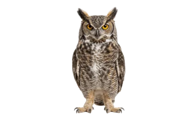 Fotobehang Uil owl isolated on white  © Mdlina