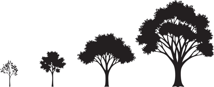 Growth stages of tree silhouette collection from small plant to large oak, set of black tree icons for landscape design, nature evolution and environment progress concept