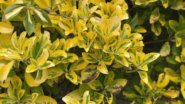 Lush bright ornamental garden shrub detail