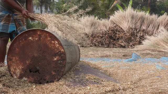 Manual Grain Threshing in Rural Farm