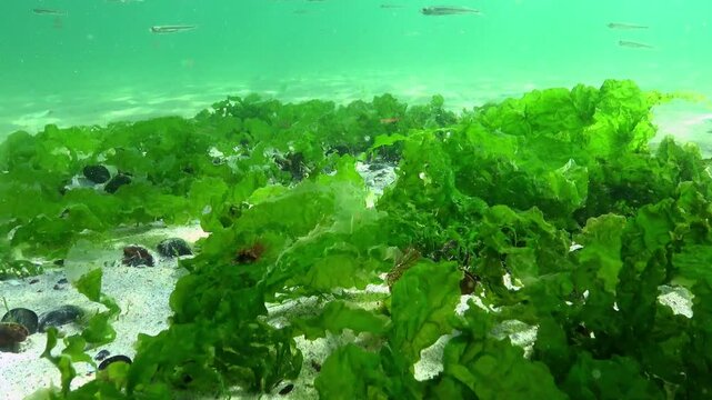 Green algae Ulva and Cladophora on the sandy seabed in the Black Sea