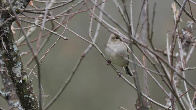 Buchfink, Fringilla coeleb