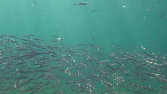 Large school of small fish Mediterranean sand eel Gymnammodytes cicerelus,  that can hide in the sand, Black Sea.