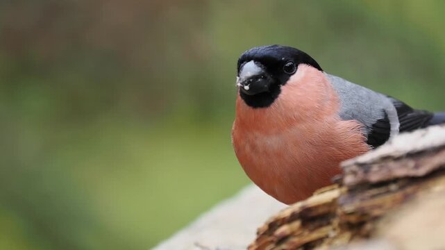 Gimpel, Dompfaff, Eurasian bullfinch, Pyrrhula pyrrhula