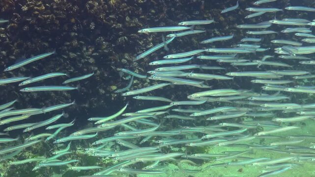 Large school of small fish Mediterranean sand eel Gymnammodytes cicerelus,  that can hide in the sand, Black Sea.