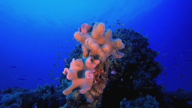 Tropical Fish and Coral Reef. Underwater tropical colourful soft-hard corals seascape. Underwater fish reef marine. Tropical colourful underwater seascape. 