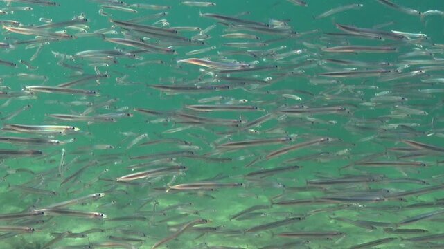 Large school of small fish Mediterranean sand eel Gymnammodytes cicerelus,  that can hide in the sand, Black Sea.