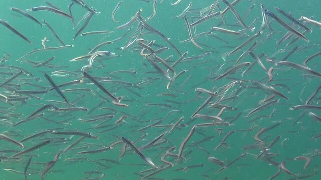 Large school of small fish Mediterranean sand eel Gymnammodytes cicerelus,  that can hide in the sand, Black Sea.