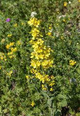 Fototapeta premium Alpine meadows with flowers and green vegetation in the summer and autumn season