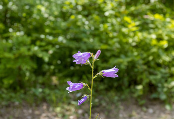 Alpine meadows with flowers and green vegetation in the summer and autumn season