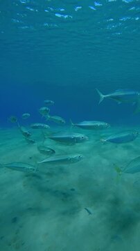 Vertical footage, School of mackerels swims above sandy seabed approaching camera, Slow motion of Striped mackerel or Indian mackerel, Rastrelliger kanagurta shoal in shallow water, Front view