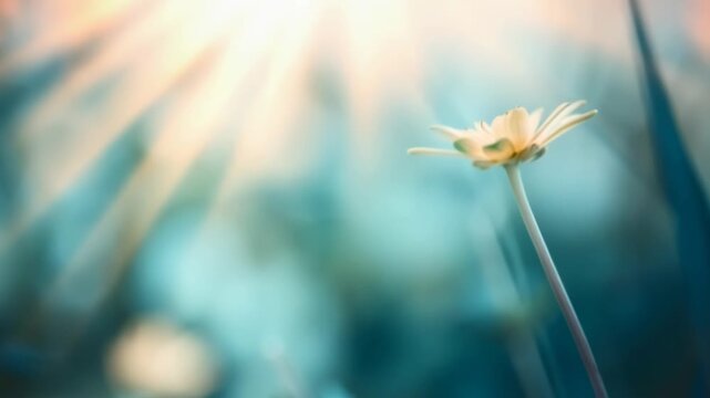 Beautiful Daisy Flower Nature Macro Spring Soft Background