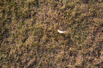 A close-up view of dry grass with a white feather resting on its surface, showcasing the contrast between the feather and the arid ground, ideal for nature-themed projects or backgrounds. © daily_creativity