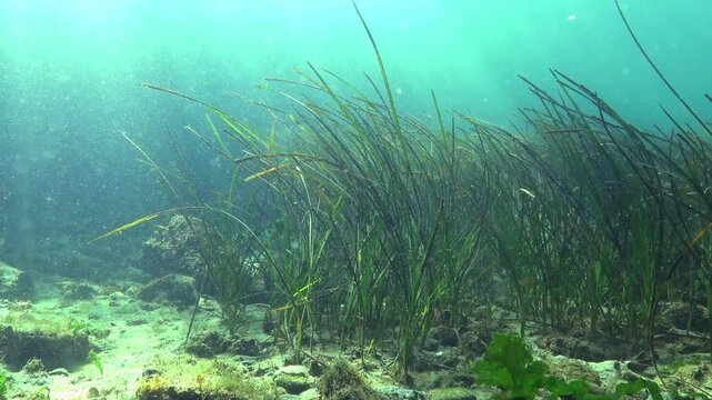 Seagrass meadow of Zostera marina at shallow depth in the Black Sea