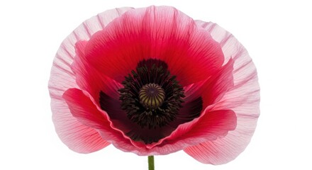 Fototapeta premium vibrant pink poppy flower close-up