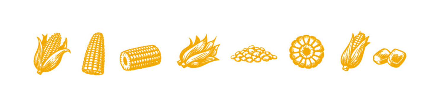 Illustration of various corn forms and styles in yellow