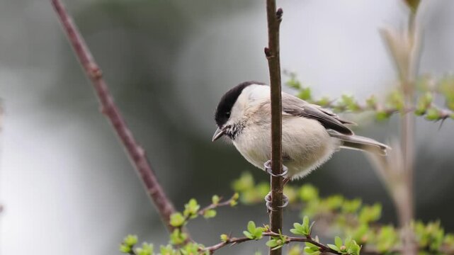 Sumpfmeise, Marsh tit, Poecile palustris