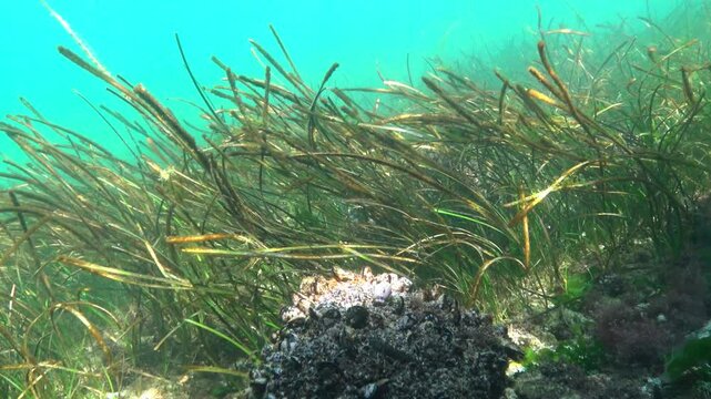 Seagrass meadow of Zostera marina at shallow depth in the Black Sea