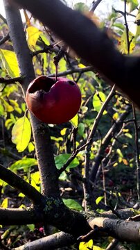 A lonely rotten apple on a tree branch