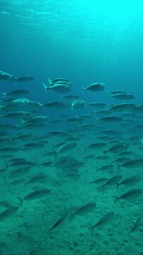 Vertical footage, Close up of huge school of mackerels swimming over sand seabed on sunny day, Slow motion of Striped mackerel or Indian mackerel, Rastrelliger kanagurta shoal swims above sandy bottom