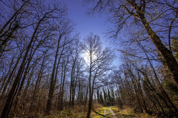 Oak trees in the forest of Marly near Versailles, france