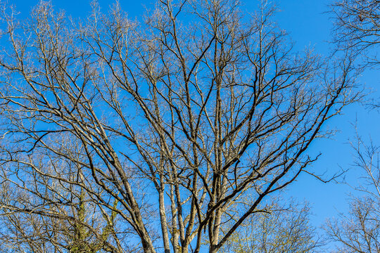 Oak trees in the forest of Marly near Versailles, france