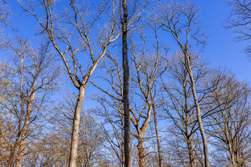 Oak trees in the forest of Marly near Versailles, france