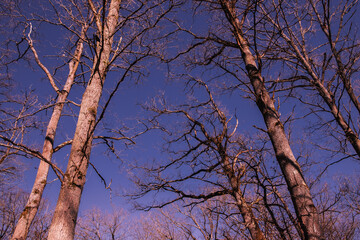 Obraz premium Oak trees in the forest of Marly near Versailles, france