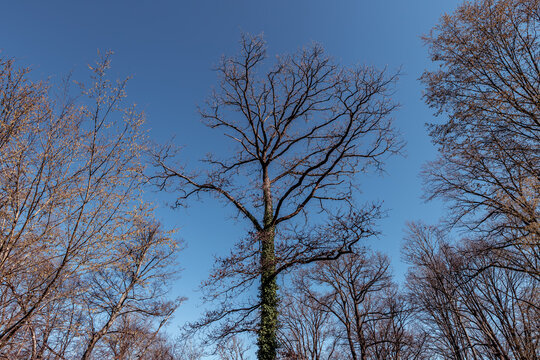 Oak trees in the forest of Marly near Versailles, france