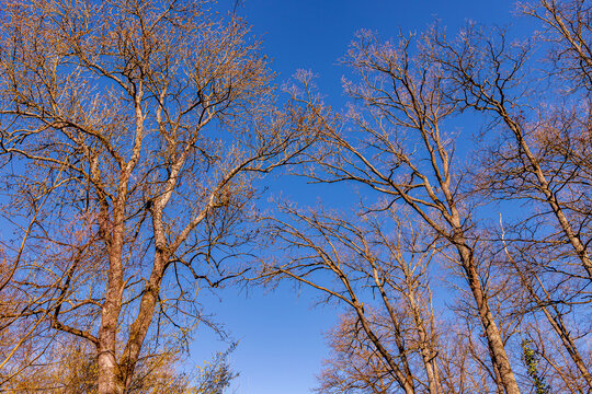 Oak trees in the forest of Marly near Versailles, france