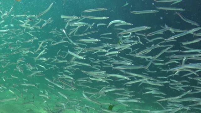 Large school of small fish Mediterranean sand eel Gymnammodytes cicerelus,  that can hide in the sand, Black Sea.