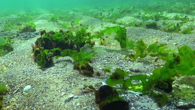 Green algae Ulva and Cladophora on the sandy seabed in the Black Sea