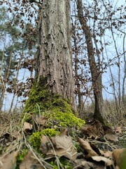 Fototapeta premium tree trunk in the forest
