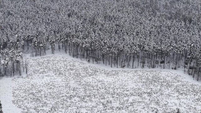 Winter landscape with dense forest and fresh snow