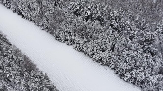 Trees in snow make a beautiful pattern