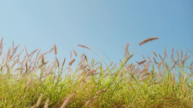 Cenchrus ciliaris (buffel-grass or African foxtail grass; syn. Pennisetum ciliare (L.) Link) is a species of grass.  dhaman grass, anjan grass and koluk katai.  Puʻukoholā Heiau, Big Island (Hawaii
