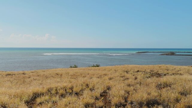 Cenchrus ciliaris (buffel-grass or African foxtail grass; syn. Pennisetum ciliare (L.) Link) is a species of grass. dhaman grass, anjan grass and koluk katai. Puʻukoholā Heiau, Big Island (Hawaii