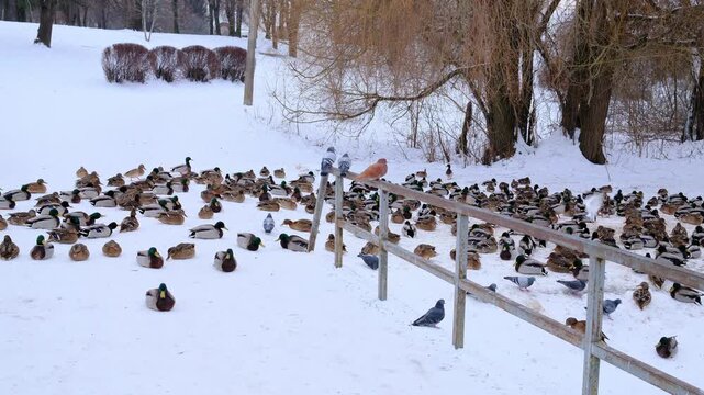 A large flock of mallard ducks and pigeons congregates on the snow-covered ground near a metal fence in a winter park.