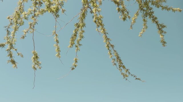 Neltuma pallida (formerly Prosopis pallida) is a species of mesquite tree. It has the common names kiawe (in Hawaii). Puʻukoholā Heiau National Historic Site, The Big Island (Hawaiʻi Island). Pelekane