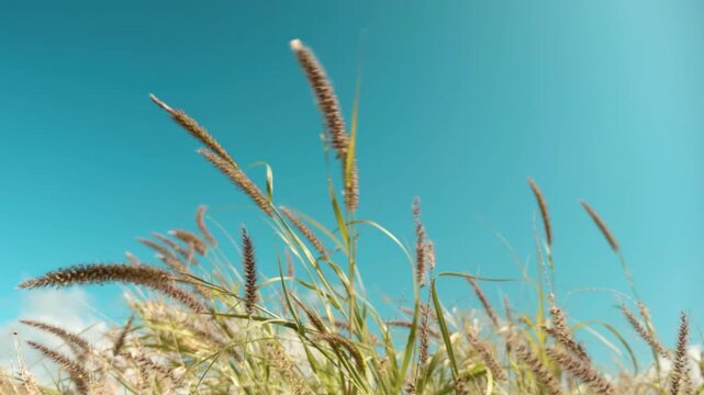 Cenchrus ciliaris (buffel-grass or African foxtail grass; syn. Pennisetum ciliare (L.) Link) is a species of grass.  dhaman grass, anjan grass and koluk katai.  Puʻukoholā Heiau, Big Island (Hawaii