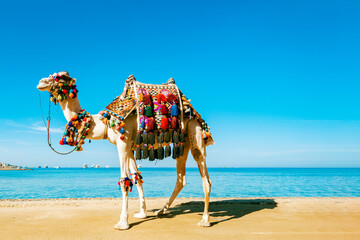 Decorated camel stands against the background of the blue sea and sky. On the muzzle is a hat and glasses. Backdrop with a copy space. © Sergei