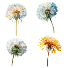 Obraz premium Watercolor - dandelions watercolor object isolated png.